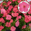 Bild von Petunia P12 FF Salmon